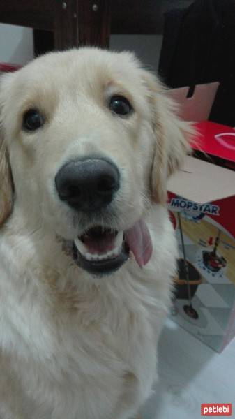 Golden Retriever, Köpek  Garip fotoğrafı