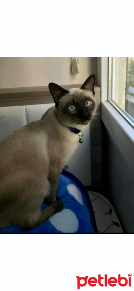 Siyam Kedisi, Kedi  Susam fotoğrafı