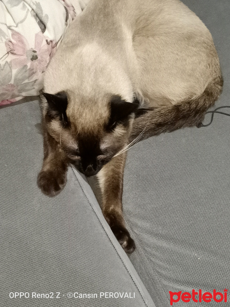 Siyam Kedisi, Kedi  Susam fotoğrafı