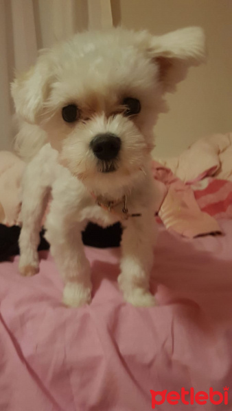 Maltese, Köpek  Mila fotoğrafı