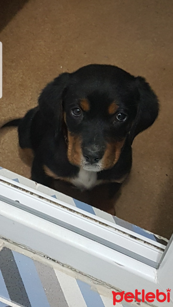Rottweiler, Köpek  şiva fotoğrafı