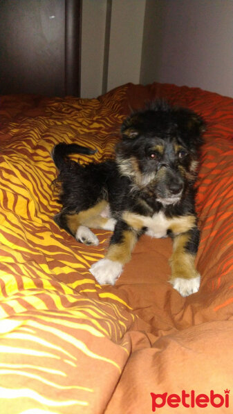 Cairn Terrier, Köpek  Coco fotoğrafı