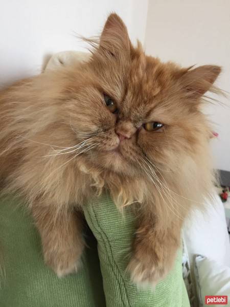 İran Kedisi (Persian), Kedi  Leyla fotoğrafı