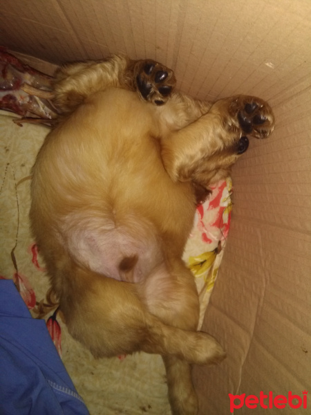 Golden Retriever, Köpek  Golden fotoğrafı