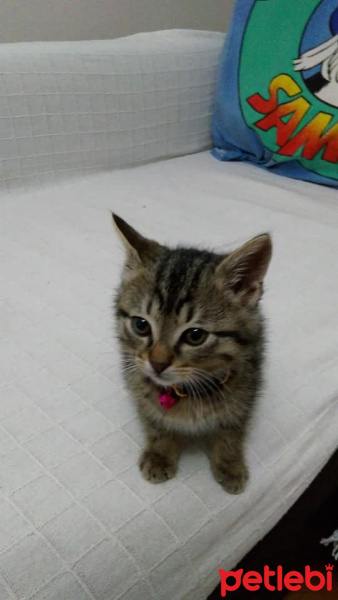 Tekir Kedi, Kedi  Lynx fotoğrafı