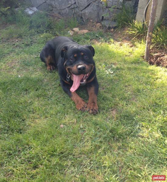 Rottweiler, Köpek  PARS fotoğrafı
