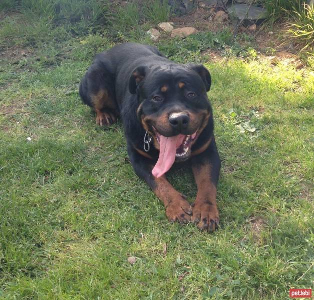 Rottweiler, Köpek  PARS fotoğrafı