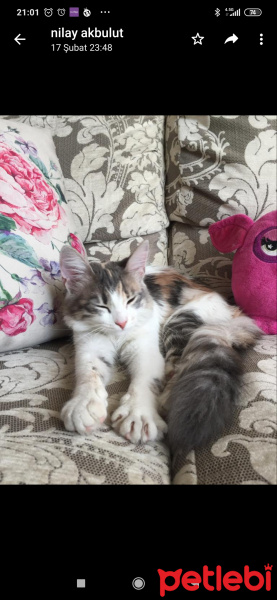 Ankara Kedisi, Kedi  Loly fotoğrafı