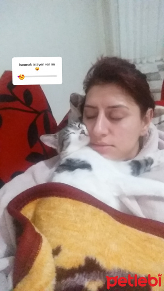 Tekir Kedi, Kedi  Asi fotoğrafı