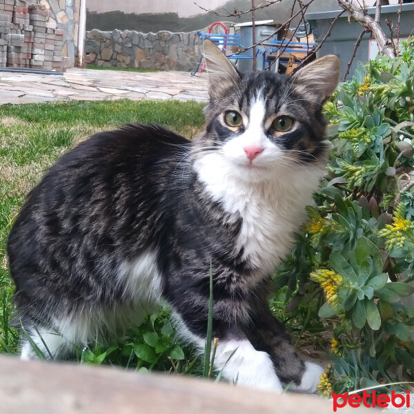 Tekir Kedi, Kedi  Miskin fotoğrafı