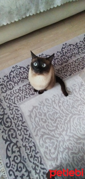 Siyam Kedisi, Kedi  ballım . mıstık. mila fotoğrafı