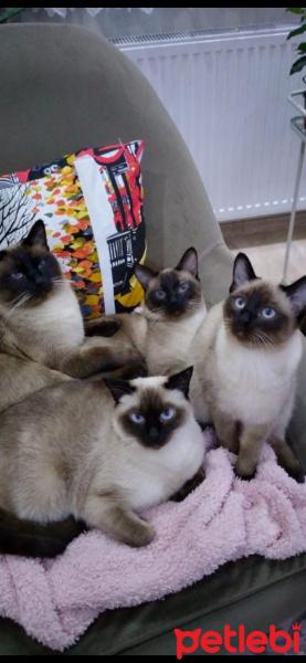 Siyam Kedisi, Kedi  ballım . mıstık. mila fotoğrafı