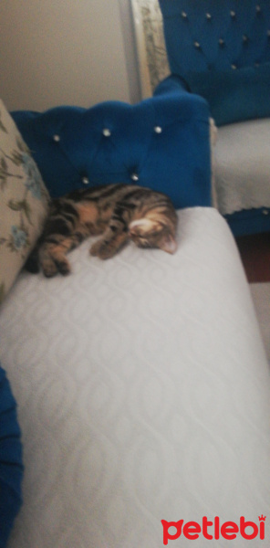 Tekir Kedi, Kedi  Elvis fotoğrafı