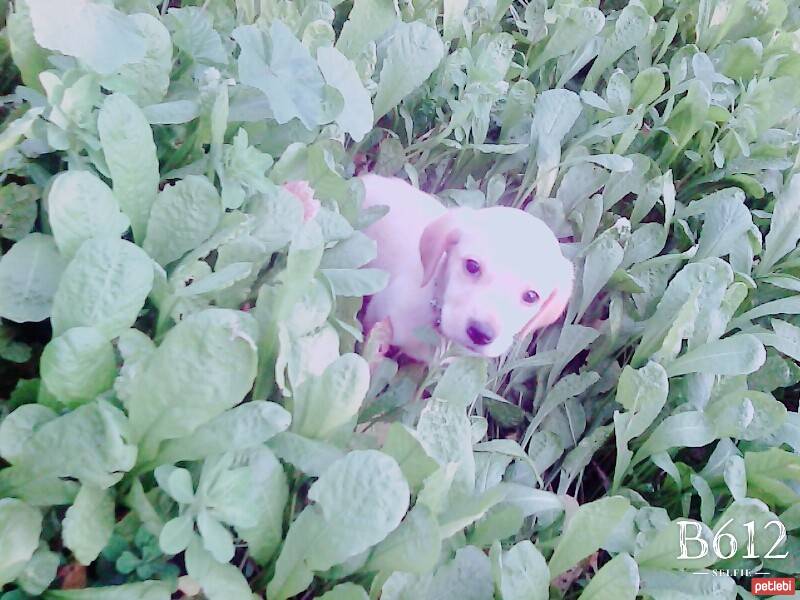 Golden Retriever, Köpek  Ket  fotoğrafı