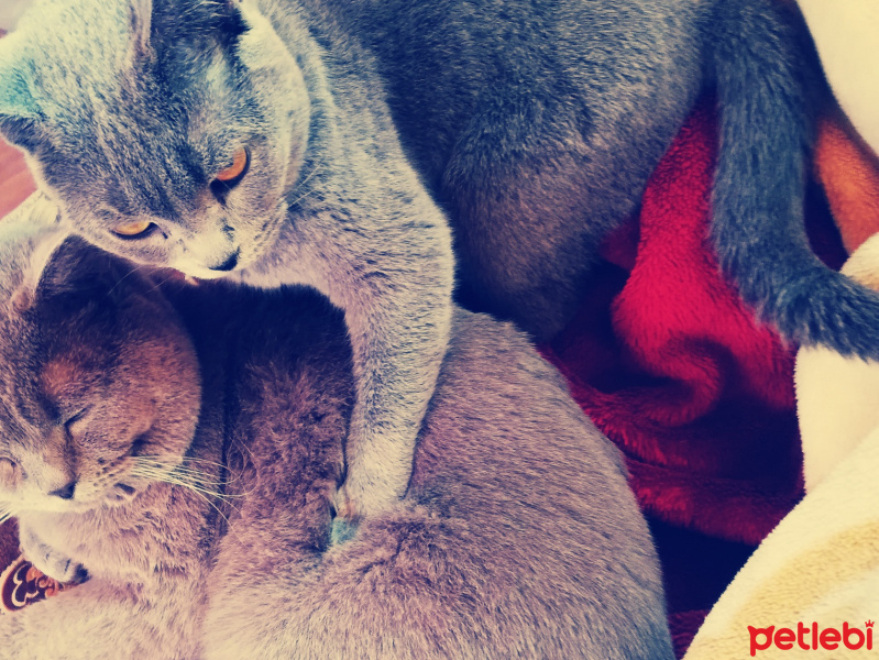 British Shorthair, Kedi  Duman fotoğrafı