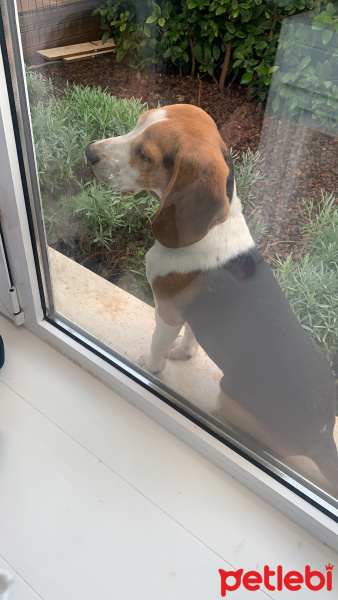 Beagle, Köpek  Diego fotoğrafı