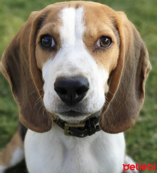 Beagle, Köpek  Diego fotoğrafı