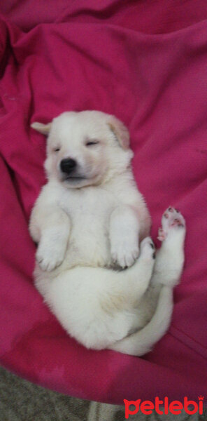 Labrador Retriever, Köpek  Ares fotoğrafı