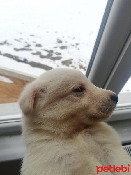 Labrador Retriever, Köpek  Ares fotoğrafı