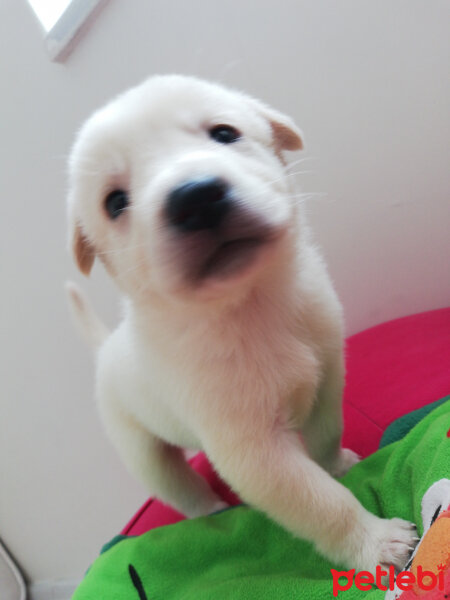 Labrador Retriever, Köpek  Ares fotoğrafı