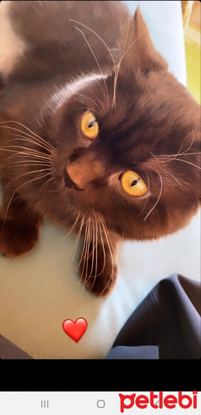 British Shorthair, Kedi  Çiko fotoğrafı