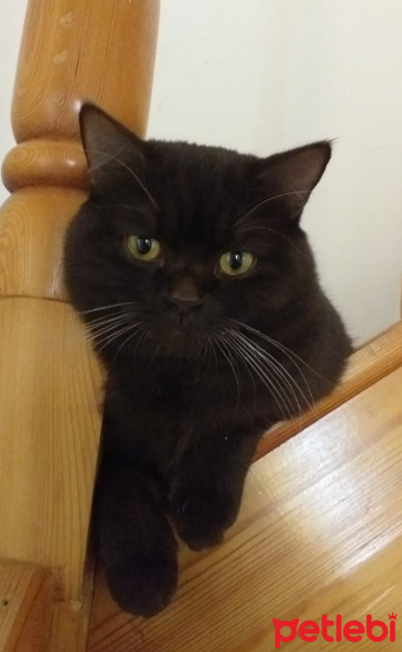 British Shorthair, Kedi  Çiko fotoğrafı