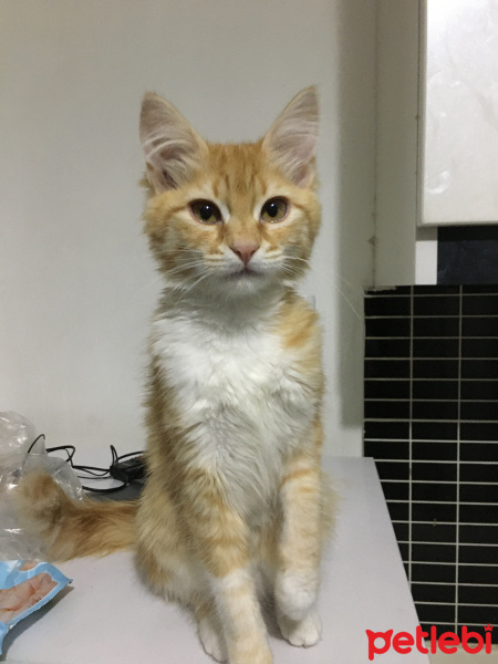 Sarman, Kedi  Li zhi fotoğrafı
