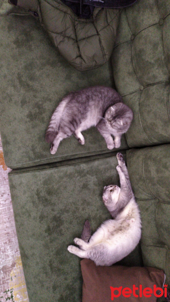 Scottish Fold, Kedi  Orkide fotoğrafı