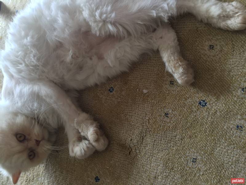 Chinchilla, Kedi  Papa fotoğrafı