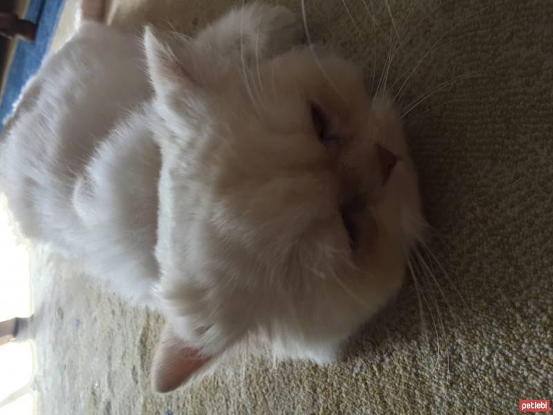 Chinchilla, Kedi  Papa fotoğrafı