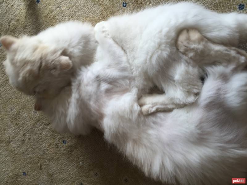 Chinchilla, Kedi  Papa fotoğrafı