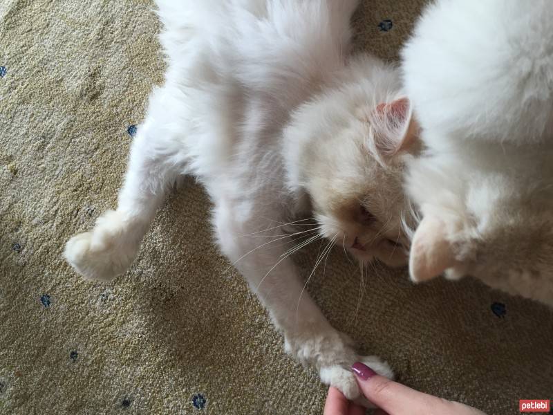 Chinchilla, Kedi  Papa fotoğrafı