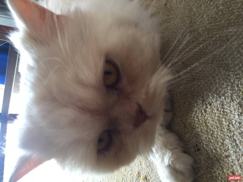 Chinchilla, Kedi  Papa fotoğrafı