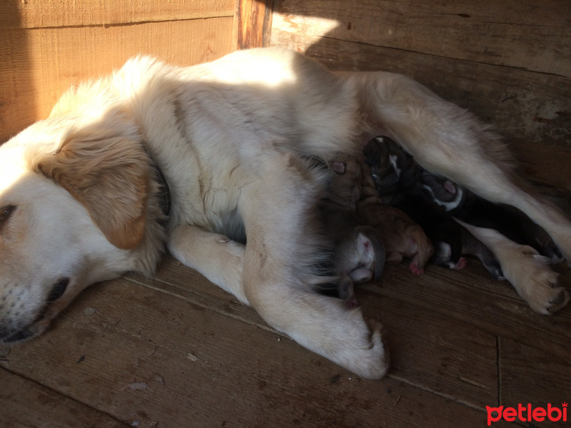 Golden Retriever, Köpek  Bebek fotoğrafı