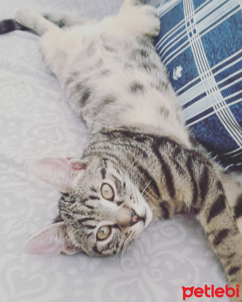 Tekir Kedi, Kedi  Yuki fotoğrafı