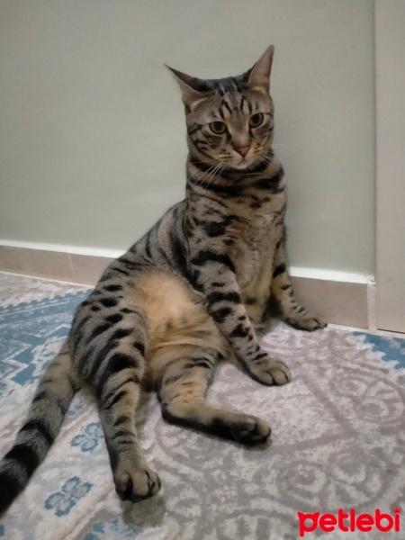 Tekir Kedi, Kedi  Yuki fotoğrafı