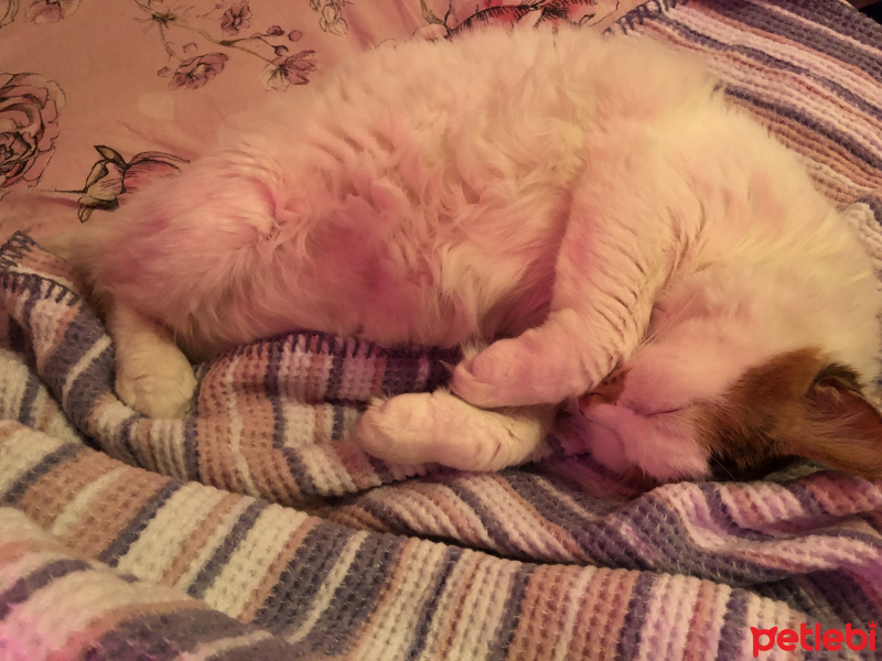 Tekir Kedi, Kedi  Fındık fotoğrafı