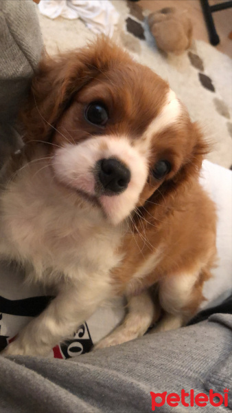 Cavalier King Charles Spanieli, Köpek  Tarçın fotoğrafı