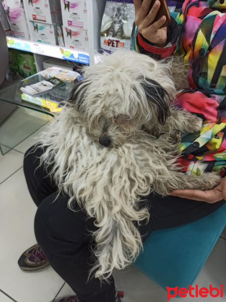Maltese, Köpek  Venüs fotoğrafı