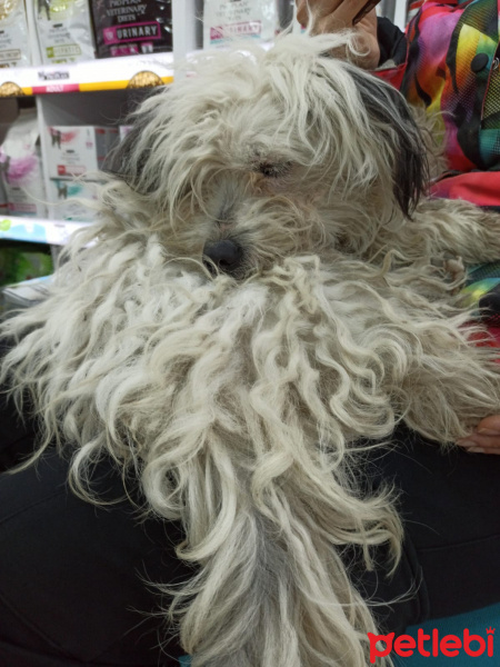 Maltese, Köpek  Venüs fotoğrafı
