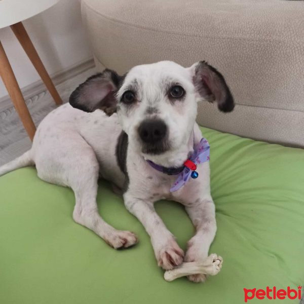 Maltese, Köpek  Venüs fotoğrafı