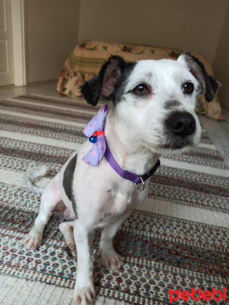 Maltese, Köpek  Venüs fotoğrafı