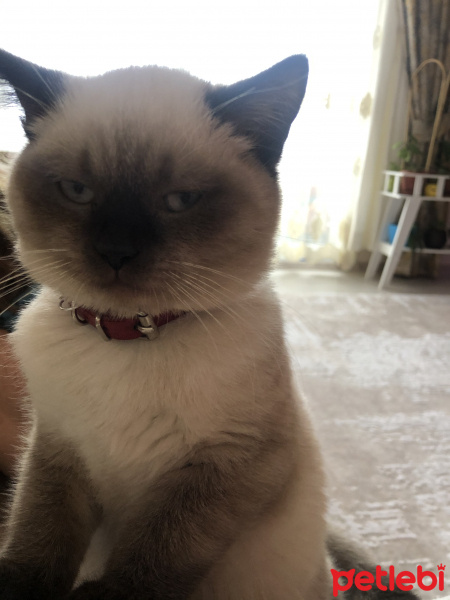 British Shorthair, Kedi  Asil paşa fotoğrafı