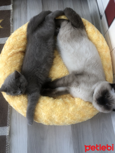 British Shorthair, Kedi  Asil paşa fotoğrafı