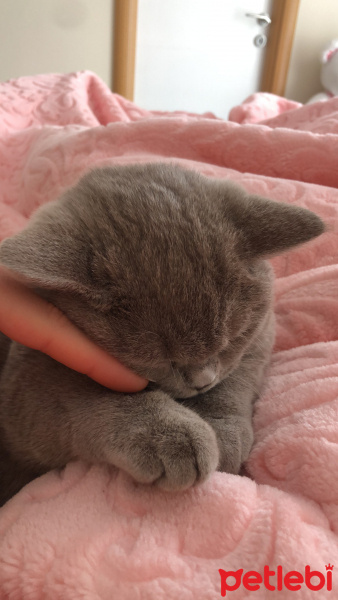 British Shorthair, Kedi  Asil paşa fotoğrafı