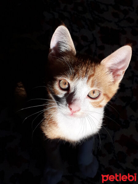 Sarman, Kedi  Bulut fotoğrafı