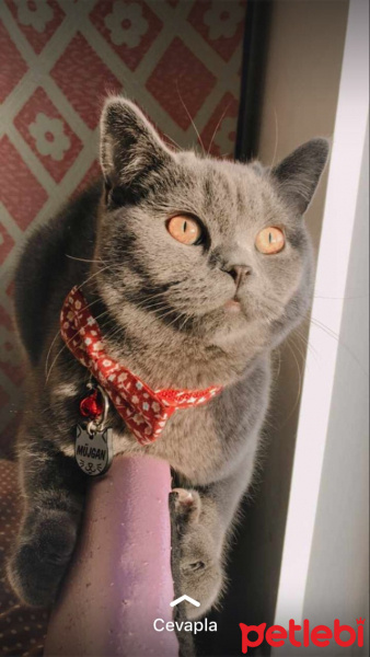 British Shorthair, Kedi  Müjgan fotoğrafı