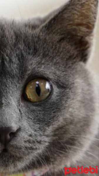Mavi Rus, Kedi  gece fotoğrafı