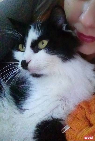 Norwegian Forest, Kedi  rocky fotoğrafı
