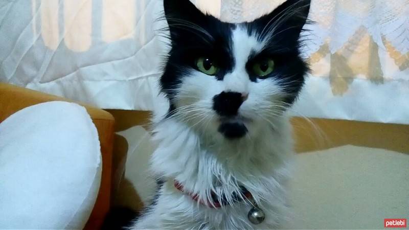 Norwegian Forest, Kedi  rocky fotoğrafı